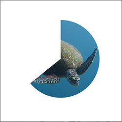 扇形が秒針として変化